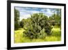 ¡Viva Mexico! Collection - Prickly Pear Cactus III-Philippe Hugonnard-Framed Photographic Print