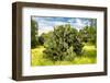 ¡Viva Mexico! Collection - Prickly Pear Cactus III-Philippe Hugonnard-Framed Photographic Print