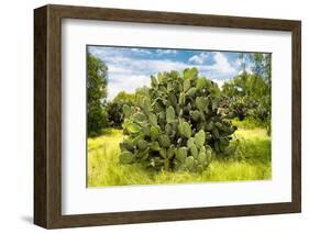 ¡Viva Mexico! Collection - Prickly Pear Cactus III-Philippe Hugonnard-Framed Photographic Print