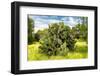 ¡Viva Mexico! Collection - Prickly Pear Cactus III-Philippe Hugonnard-Framed Photographic Print