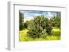 ¡Viva Mexico! Collection - Prickly Pear Cactus III-Philippe Hugonnard-Framed Photographic Print