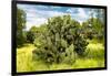 ¡Viva Mexico! Collection - Prickly Pear Cactus III-Philippe Hugonnard-Framed Photographic Print