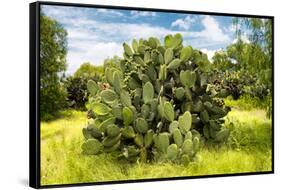 ¡Viva Mexico! Collection - Prickly Pear Cactus III-Philippe Hugonnard-Framed Stretched Canvas