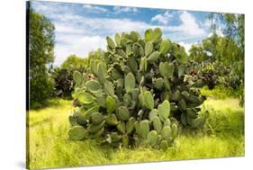 ¡Viva Mexico! Collection - Prickly Pear Cactus III-Philippe Hugonnard-Stretched Canvas