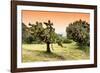 ¡Viva Mexico! Collection - Prickly Pear Cactus-Philippe Hugonnard-Framed Photographic Print