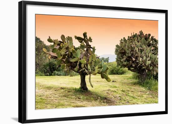 ¡Viva Mexico! Collection - Prickly Pear Cactus-Philippe Hugonnard-Framed Photographic Print