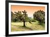 ¡Viva Mexico! Collection - Prickly Pear Cactus-Philippe Hugonnard-Framed Photographic Print