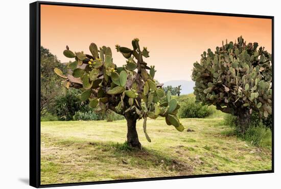 ¡Viva Mexico! Collection - Prickly Pear Cactus-Philippe Hugonnard-Framed Stretched Canvas