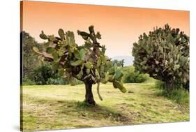 ¡Viva Mexico! Collection - Prickly Pear Cactus-Philippe Hugonnard-Stretched Canvas