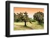 ¡Viva Mexico! Collection - Prickly Pear Cactus-Philippe Hugonnard-Framed Photographic Print