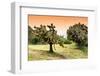 ¡Viva Mexico! Collection - Prickly Pear Cactus-Philippe Hugonnard-Framed Photographic Print