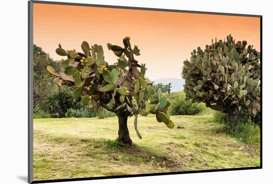 ¡Viva Mexico! Collection - Prickly Pear Cactus-Philippe Hugonnard-Mounted Photographic Print