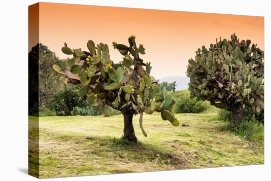 ¡Viva Mexico! Collection - Prickly Pear Cactus-Philippe Hugonnard-Stretched Canvas
