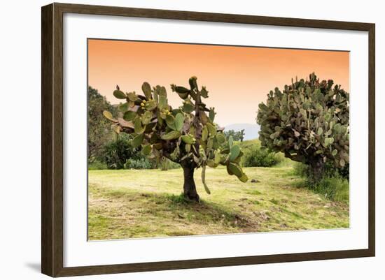 ¡Viva Mexico! Collection - Prickly Pear Cactus-Philippe Hugonnard-Framed Photographic Print