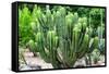 ¡Viva Mexico! Collection - Saguaro Cactus-Philippe Hugonnard-Framed Stretched Canvas