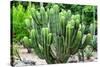 ¡Viva Mexico! Collection - Saguaro Cactus-Philippe Hugonnard-Stretched Canvas