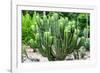 ¡Viva Mexico! Collection - Saguaro Cactus-Philippe Hugonnard-Framed Photographic Print