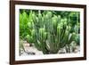 ¡Viva Mexico! Collection - Saguaro Cactus-Philippe Hugonnard-Framed Photographic Print