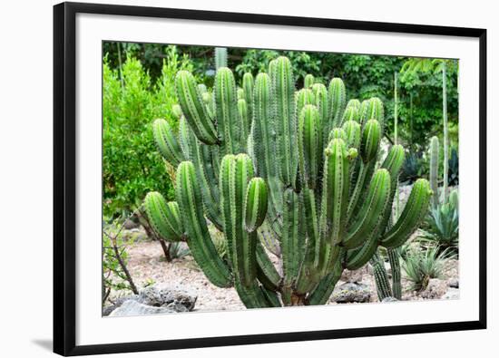 ¡Viva Mexico! Collection - Saguaro Cactus-Philippe Hugonnard-Framed Photographic Print