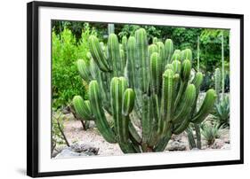 ¡Viva Mexico! Collection - Saguaro Cactus-Philippe Hugonnard-Framed Photographic Print