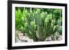 ¡Viva Mexico! Collection - Saguaro Cactus-Philippe Hugonnard-Framed Photographic Print