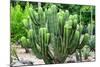 ¡Viva Mexico! Collection - Saguaro Cactus-Philippe Hugonnard-Mounted Photographic Print