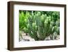 ¡Viva Mexico! Collection - Saguaro Cactus-Philippe Hugonnard-Framed Photographic Print