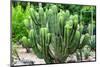 ¡Viva Mexico! Collection - Saguaro Cactus-Philippe Hugonnard-Mounted Photographic Print