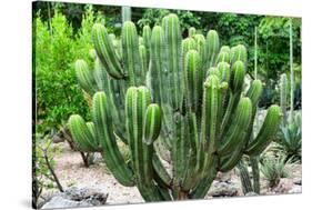 ¡Viva Mexico! Collection - Saguaro Cactus-Philippe Hugonnard-Stretched Canvas