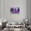 ¡Viva Mexico! Collection - The Purple Beetle Car-Philippe Hugonnard-Framed Stretched Canvas displayed on a wall