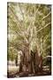 ¡Viva Mexico! Collection - Tree Centenary-Philippe Hugonnard-Stretched Canvas