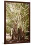 ¡Viva Mexico! Collection - Tree Centenary-Philippe Hugonnard-Framed Photographic Print