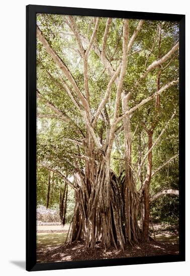 ¡Viva Mexico! Collection - Tree Centenary-Philippe Hugonnard-Framed Photographic Print