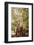 ¡Viva Mexico! Collection - Tree Centenary-Philippe Hugonnard-Framed Photographic Print