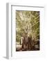 ¡Viva Mexico! Collection - Tree Centenary-Philippe Hugonnard-Framed Photographic Print