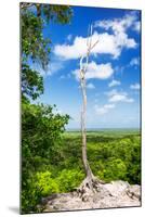 ¡Viva Mexico! Collection - Tree in the Mexican Jungle - Calakmul-Philippe Hugonnard-Mounted Premium Photographic Print