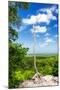 ¡Viva Mexico! Collection - Tree in the Mexican Jungle - Calakmul-Philippe Hugonnard-Mounted Photographic Print