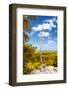 ¡Viva Mexico! Collection - Tree in the Mexican Jungle II - Calakmul-Philippe Hugonnard-Framed Photographic Print