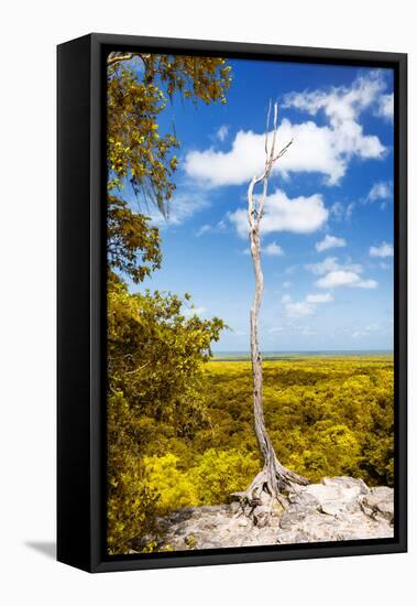 ¡Viva Mexico! Collection - Tree in the Mexican Jungle II - Calakmul-Philippe Hugonnard-Framed Stretched Canvas