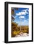 ¡Viva Mexico! Collection - Tree in the Mexican Jungle with Fall Colors - Calakmul-Philippe Hugonnard-Framed Photographic Print