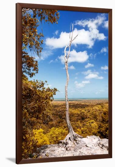 ¡Viva Mexico! Collection - Tree in the Mexican Jungle with Fall Colors - Calakmul-Philippe Hugonnard-Framed Photographic Print