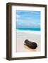 ¡Viva Mexico! Collection - Tree Trunk on a Caribbean Beach II-Philippe Hugonnard-Framed Photographic Print