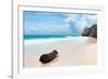 ?Viva Mexico! Collection - Tree Trunk on a Caribbean Beach-Philippe Hugonnard-Framed Photographic Print