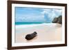 ?Viva Mexico! Collection - Tree Trunk on a Caribbean Beach-Philippe Hugonnard-Framed Photographic Print