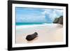 ?Viva Mexico! Collection - Tree Trunk on a Caribbean Beach-Philippe Hugonnard-Framed Photographic Print