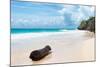 ?Viva Mexico! Collection - Tree Trunk on a Caribbean Beach-Philippe Hugonnard-Mounted Photographic Print
