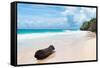 ?Viva Mexico! Collection - Tree Trunk on a Caribbean Beach-Philippe Hugonnard-Framed Stretched Canvas