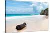 ?Viva Mexico! Collection - Tree Trunk on a Caribbean Beach-Philippe Hugonnard-Stretched Canvas