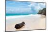 ?Viva Mexico! Collection - Tree Trunk on a Caribbean Beach-Philippe Hugonnard-Mounted Photographic Print