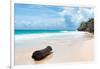 ?Viva Mexico! Collection - Tree Trunk on a Caribbean Beach-Philippe Hugonnard-Framed Photographic Print